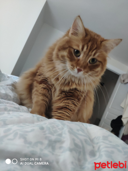 Sarman, Kedi  Karamel fotoğrafı