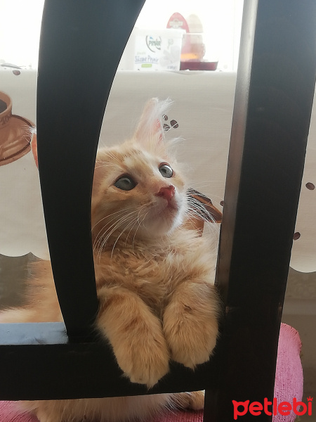 Sarman, Kedi  chivas fotoğrafı