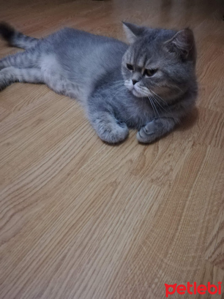 Scottish Fold, Kedi  şans fotoğrafı