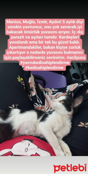 Tuxedo (Smokin) Kedi, Kedi  Eylem fotoğrafı