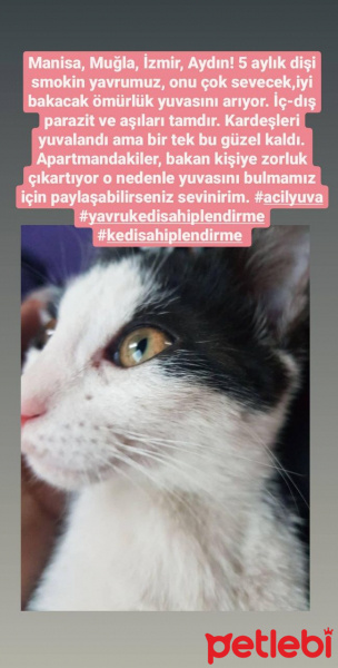 Tuxedo (Smokin) Kedi, Kedi  Eylem fotoğrafı