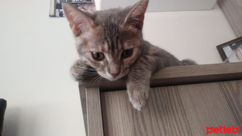 Tekir Kedi, Kedi  Ahu fotoğrafı