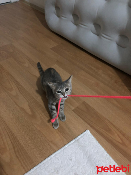 Tekir Kedi, Kedi  Ahu fotoğrafı