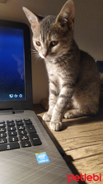 Tekir Kedi, Kedi  Ahu fotoğrafı