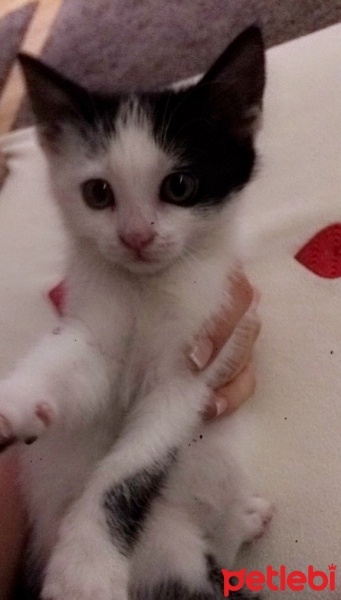 Tekir Kedi, Kedi  Tolunay fotoğrafı