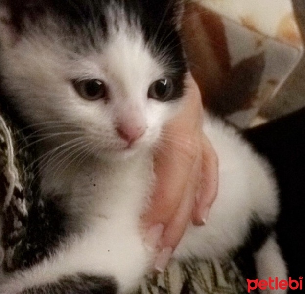 Tekir Kedi, Kedi  Tolunay fotoğrafı