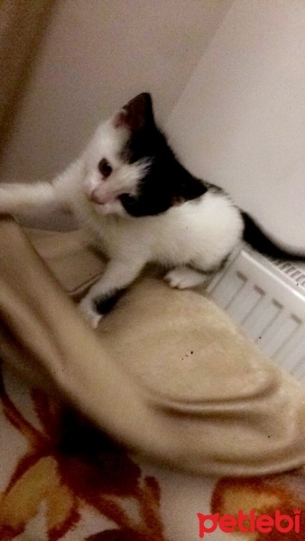 Tekir Kedi, Kedi  Tolunay fotoğrafı