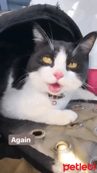 Tuxedo (Smokin) Kedi, Kedi  Pookie fotoğrafı