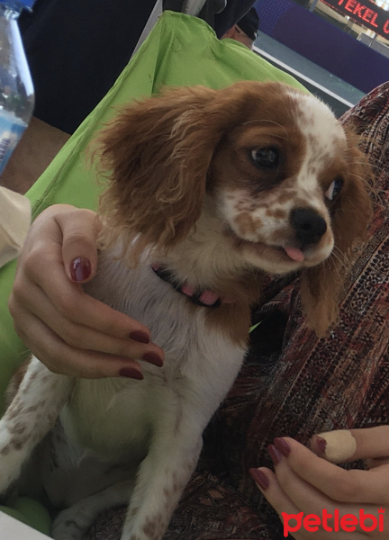 King Charles Spaniel, Köpek  Pinky fotoğrafı
