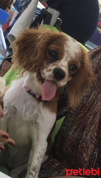 King Charles Spaniel, Köpek  Pinky fotoğrafı