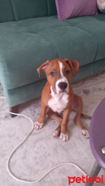 Amerikan Staffordshire Terrier, Köpek  Thor fotoğrafı