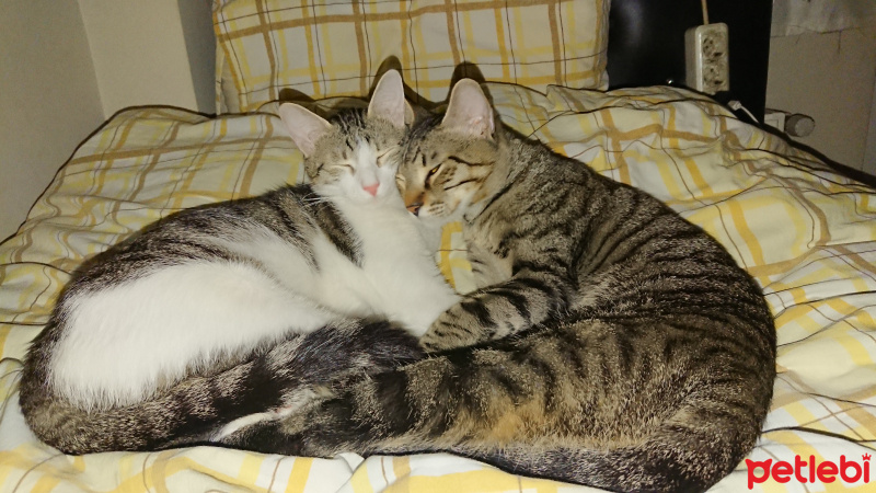Tekir Kedi, Kedi  Bal ve Contes fotoğrafı