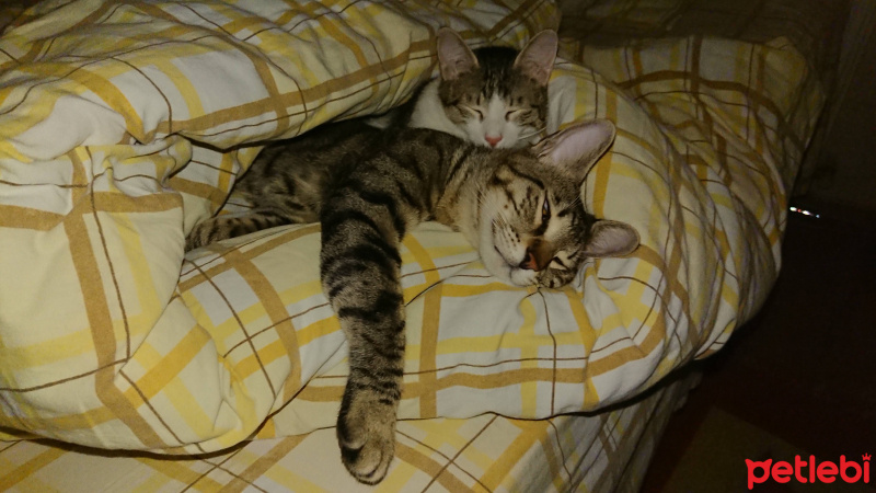 Tekir Kedi, Kedi  Bal ve Contes fotoğrafı