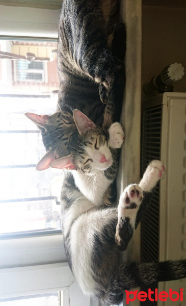Tekir Kedi, Kedi  Bal ve Contes fotoğrafı