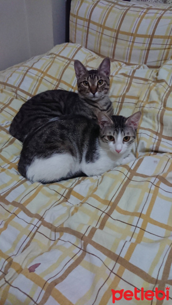 Tekir Kedi, Kedi  Bal ve Contes fotoğrafı