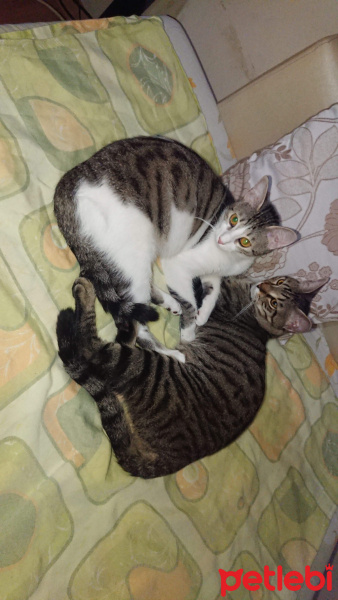 Tekir Kedi, Kedi  Bal ve Contes fotoğrafı
