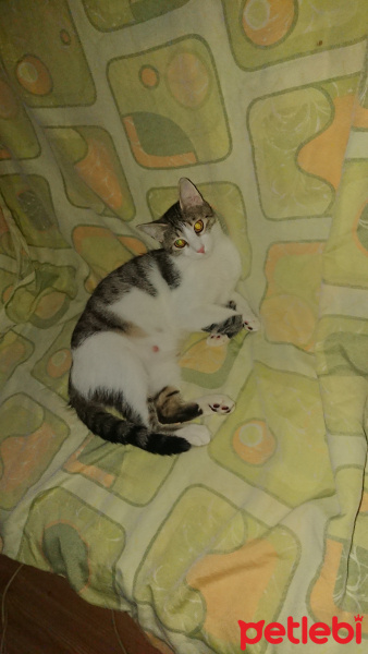 Tekir Kedi, Kedi  Bal ve Contes fotoğrafı