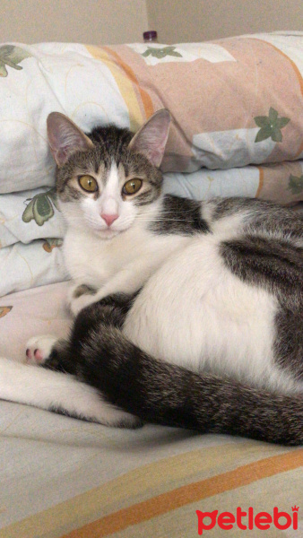 Tekir Kedi, Kedi  Bal ve Contes fotoğrafı