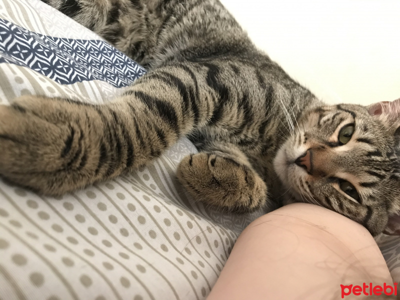 Tekir Kedi, Kedi  Bal ve Contes fotoğrafı