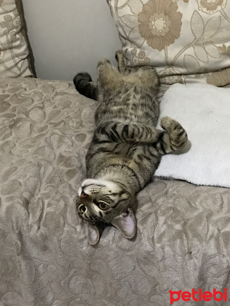 Tekir Kedi, Kedi  Bal ve Contes fotoğrafı