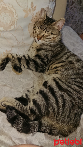 Tekir Kedi, Kedi  Bal ve Contes fotoğrafı