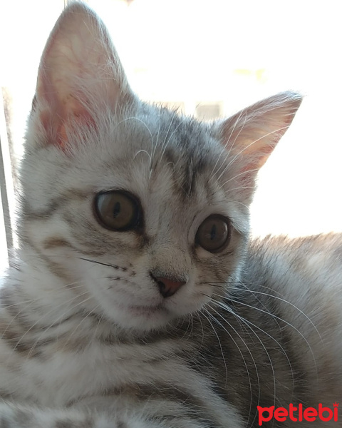 British Shorthair, Kedi  MİA fotoğrafı