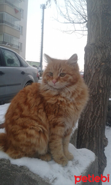 Soke, Kedi  Pipet fotoğrafı