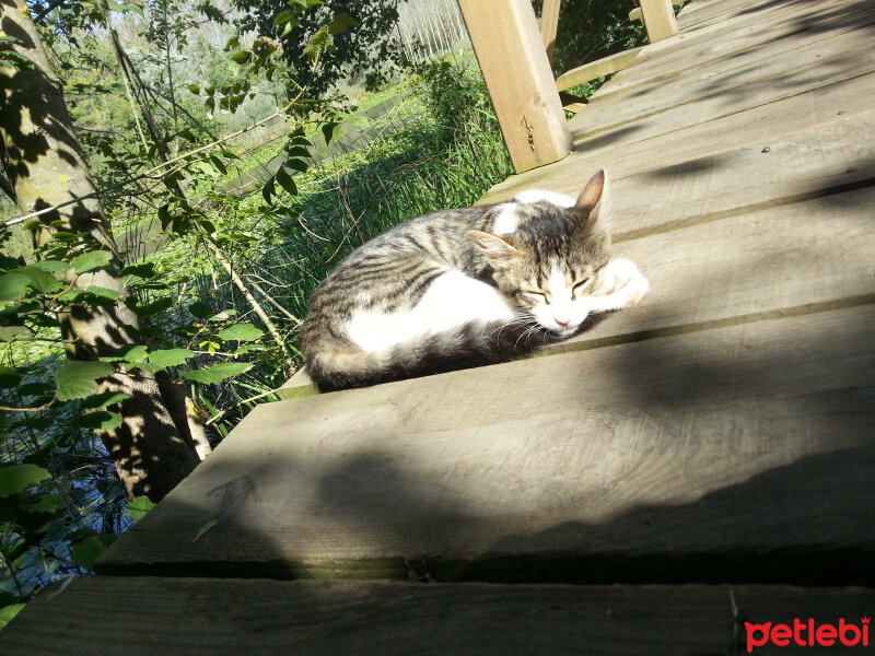 Soke, Kedi  Pipet fotoğrafı