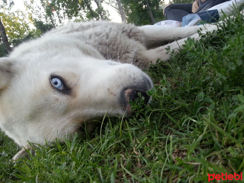 Soke, Kedi  Pipet fotoğrafı