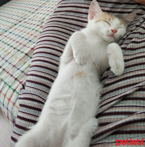 Tekir Kedi, Kedi  Mia fotoğrafı