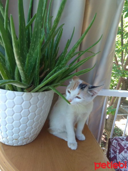 Tekir Kedi, Kedi  Mia fotoğrafı