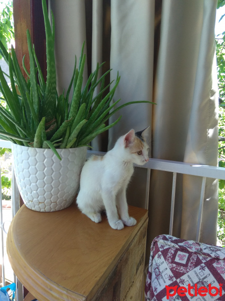 Tekir Kedi, Kedi  Mia fotoğrafı