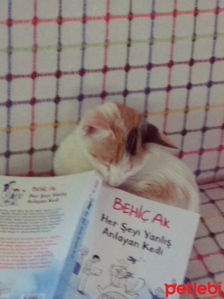Tekir Kedi, Kedi  Mia fotoğrafı