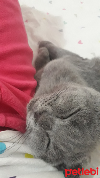 Scottish Fold, Kedi  Asil fotoğrafı