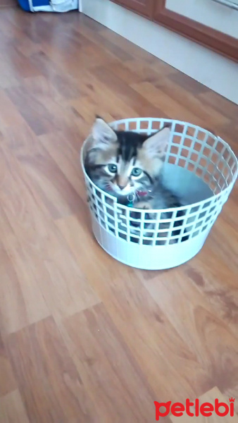 Tekir Kedi, Kedi  Hades fotoğrafı