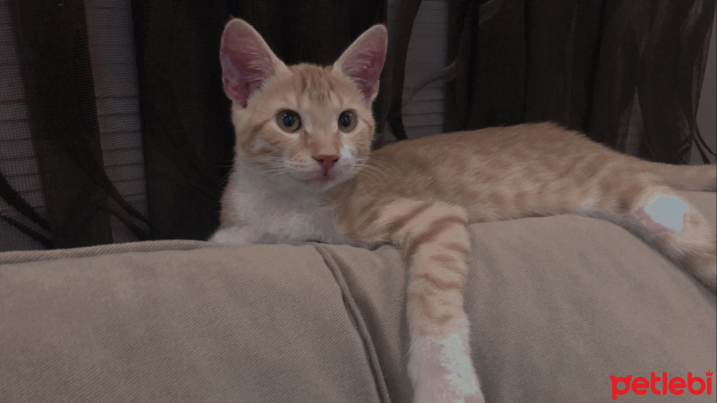 Sarman, Kedi  Alice fotoğrafı