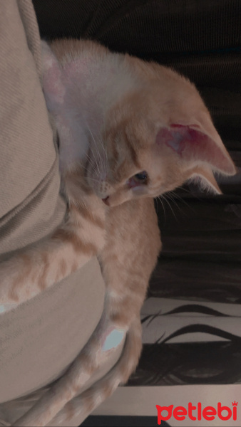 Sarman, Kedi  Alice fotoğrafı