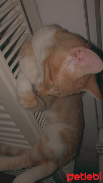 Sarman, Kedi  Alice fotoğrafı