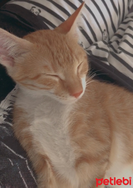 Sarman, Kedi  Alice fotoğrafı