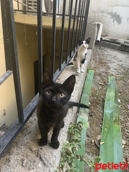 Tekir Kedi, Kedi  Minnoş ve carlos fotoğrafı