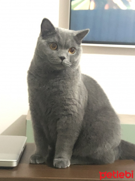 British Shorthair, Kedi  Simba fotoğrafı