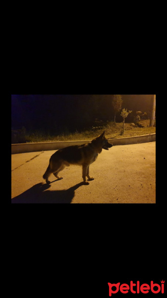Alman Çoban Köpeği, Köpek  Ares fotoğrafı