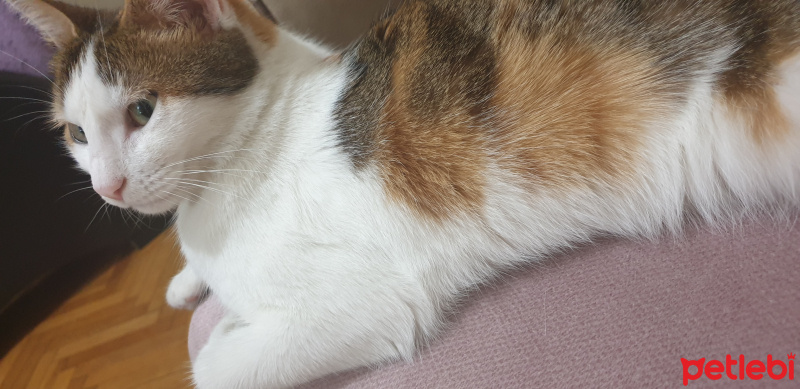 Tekir Kedi, Kedi  Suzi fotoğrafı