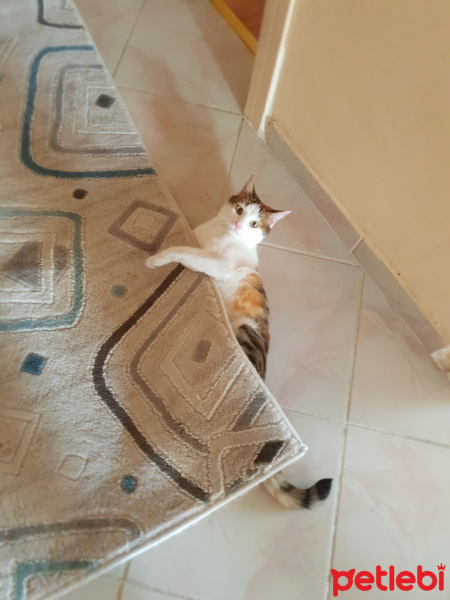 Tekir Kedi, Kedi  Suzi fotoğrafı