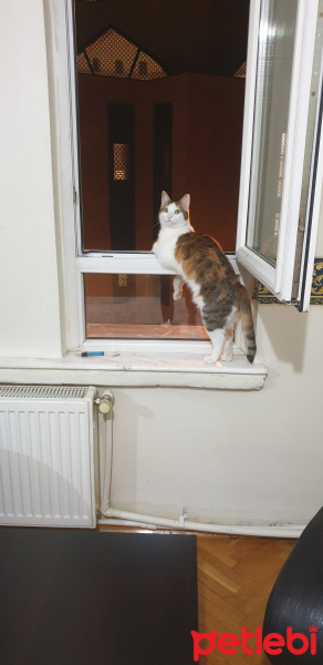 Tekir Kedi, Kedi  Suzi fotoğrafı