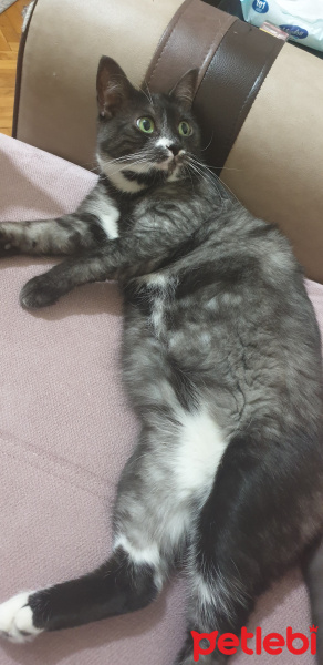 Tekir Kedi, Kedi  Zuko fotoğrafı