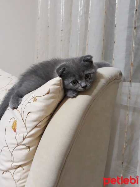 Scottish Fold, Kedi  Gölge fotoğrafı