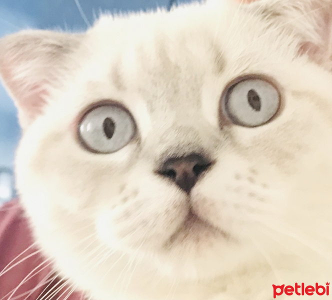 Scottish Fold, Kedi  Lokum fotoğrafı