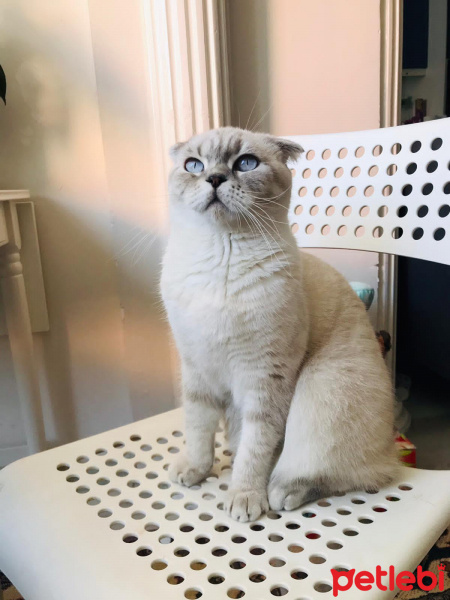 Scottish Fold, Kedi  Lokum fotoğrafı
