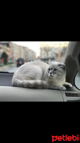 Scottish Fold, Kedi  Lokum fotoğrafı